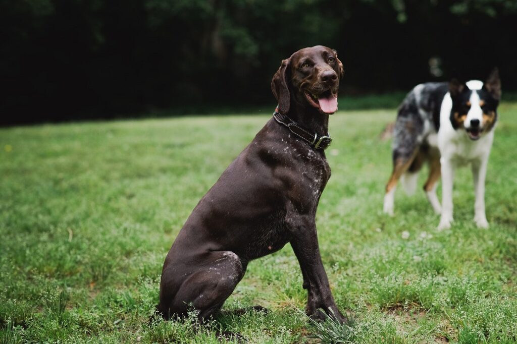 big hunting dogs