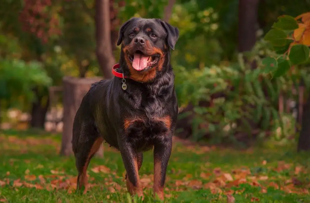 big muscle dog
