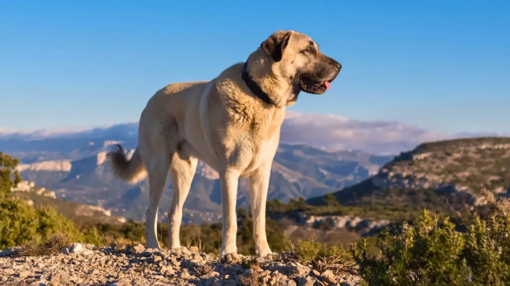 big protective dogs
