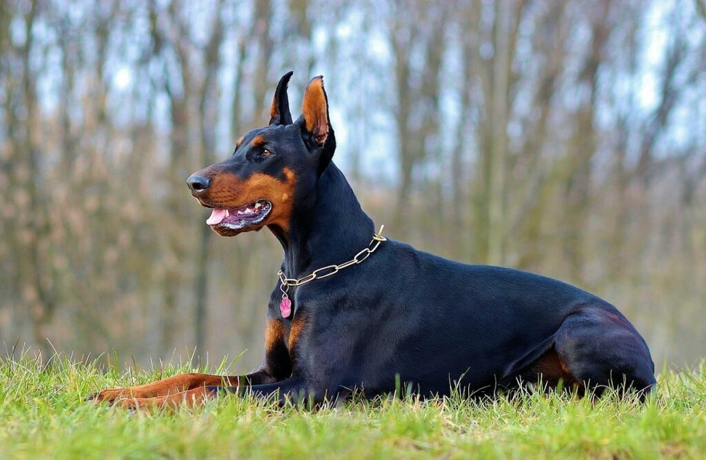 big scary dog breeds
