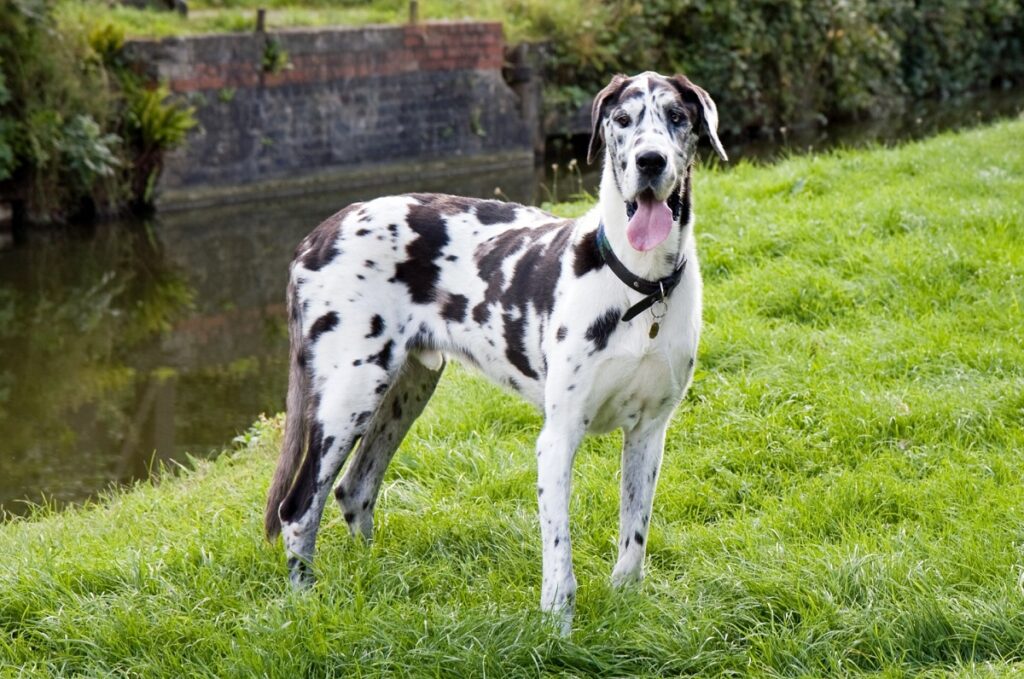 big spotted dog
