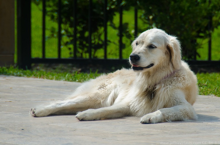 big white dog breed
