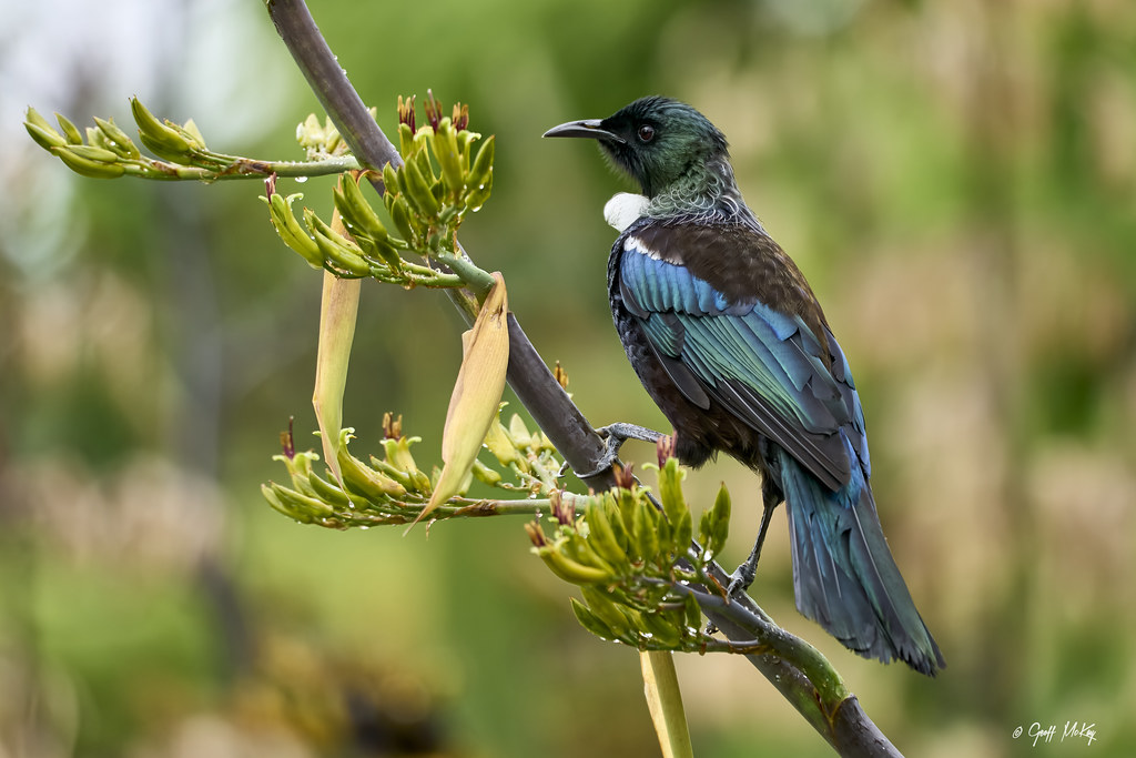 bird that can talk