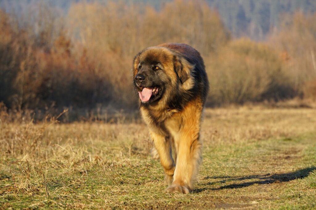 black and brown great pyrenees
