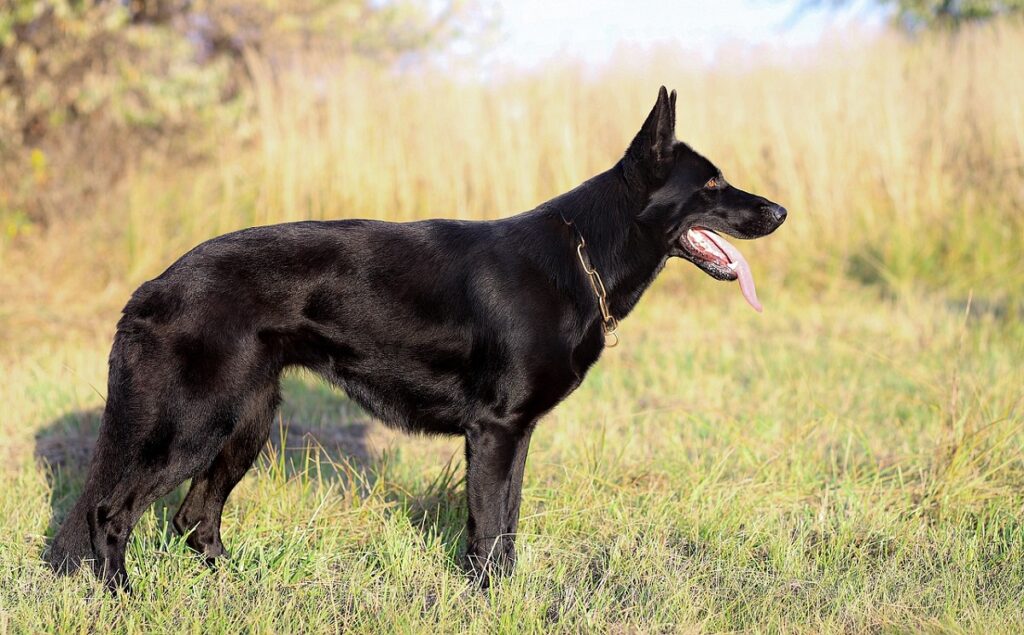 purebred black german shep
