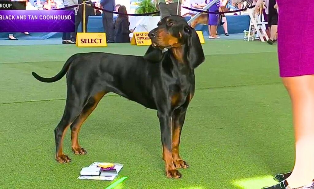 black and tan bluetick coonhound