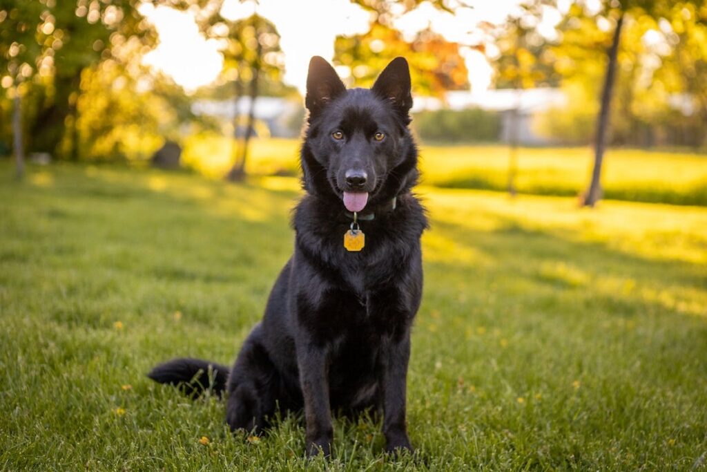 black purebred german shepherd
