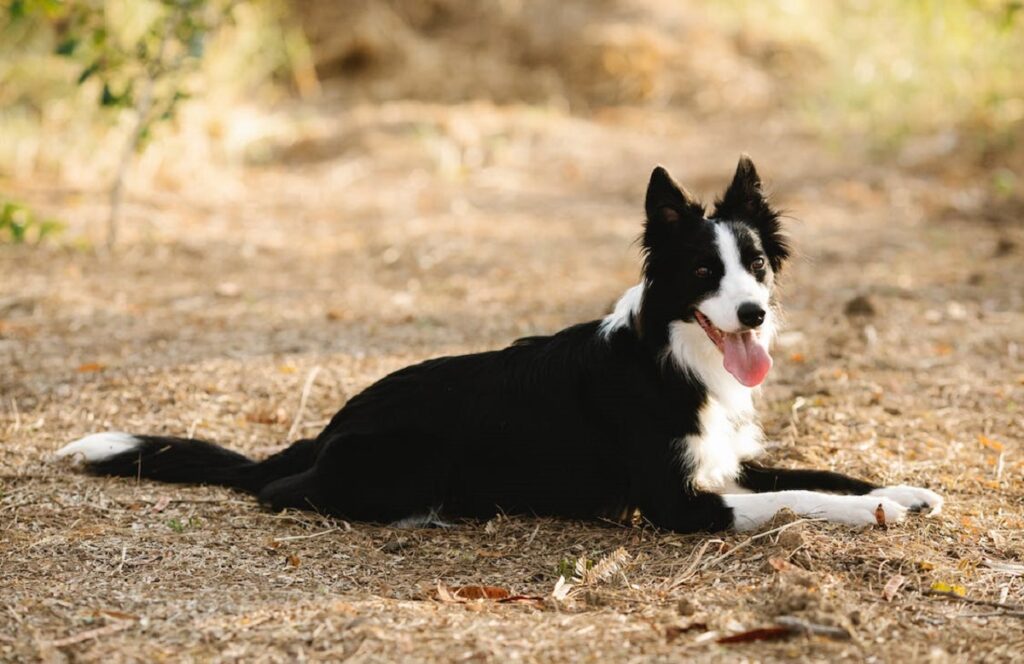 black and white dog
