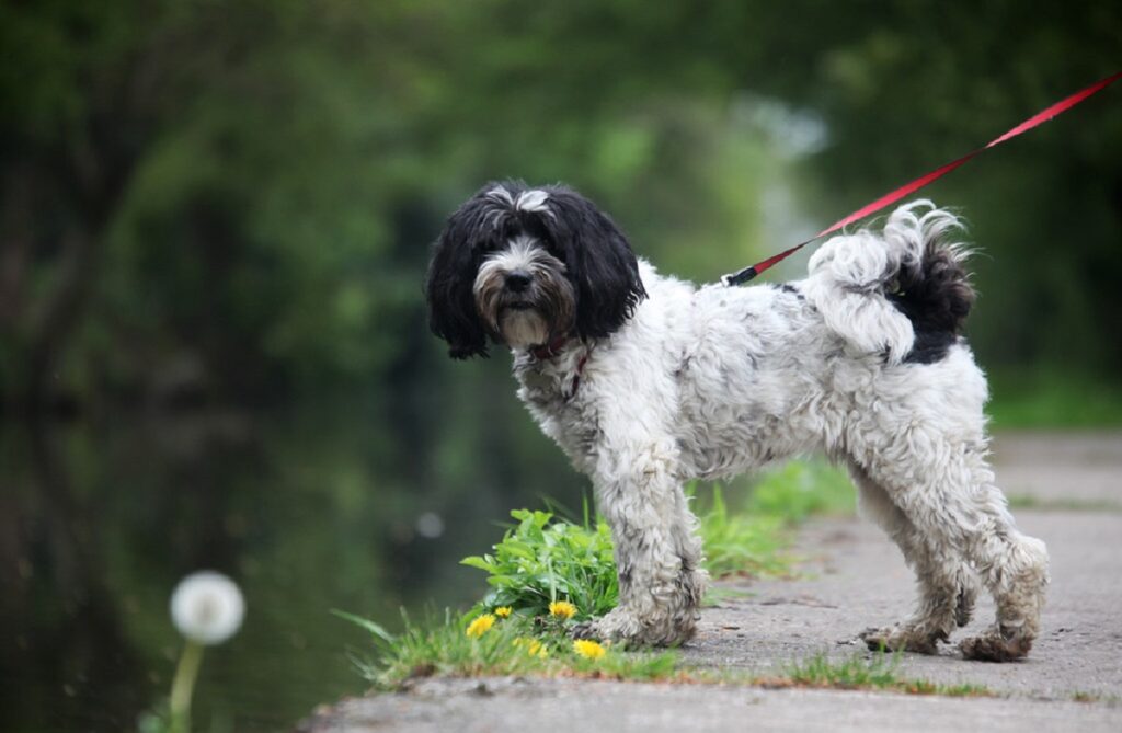 black and white dog breeds short hair
