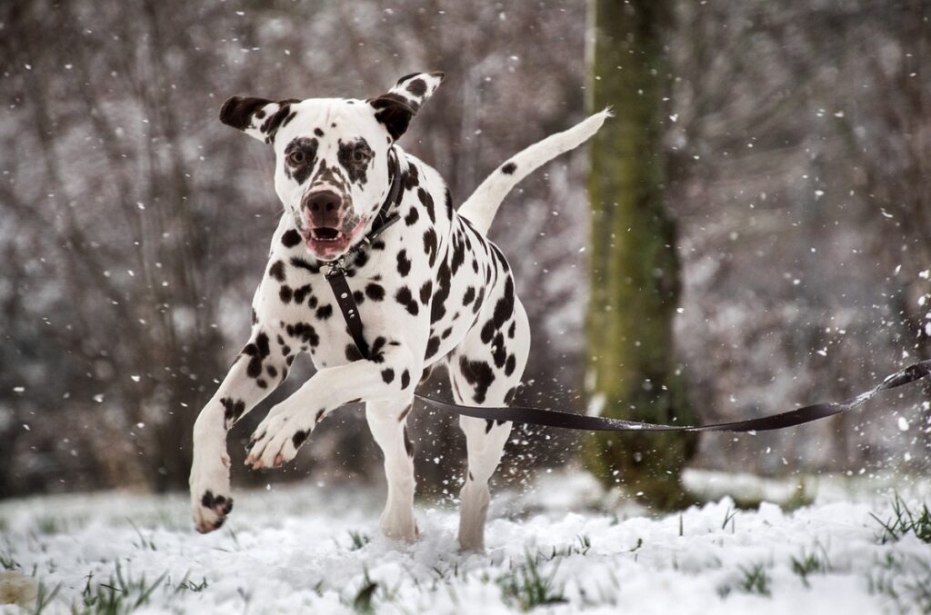 black and white dogs
