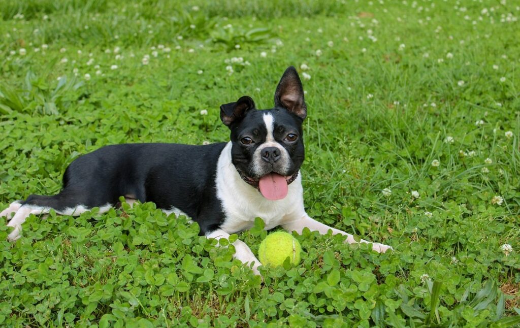 black and white dogs breed
