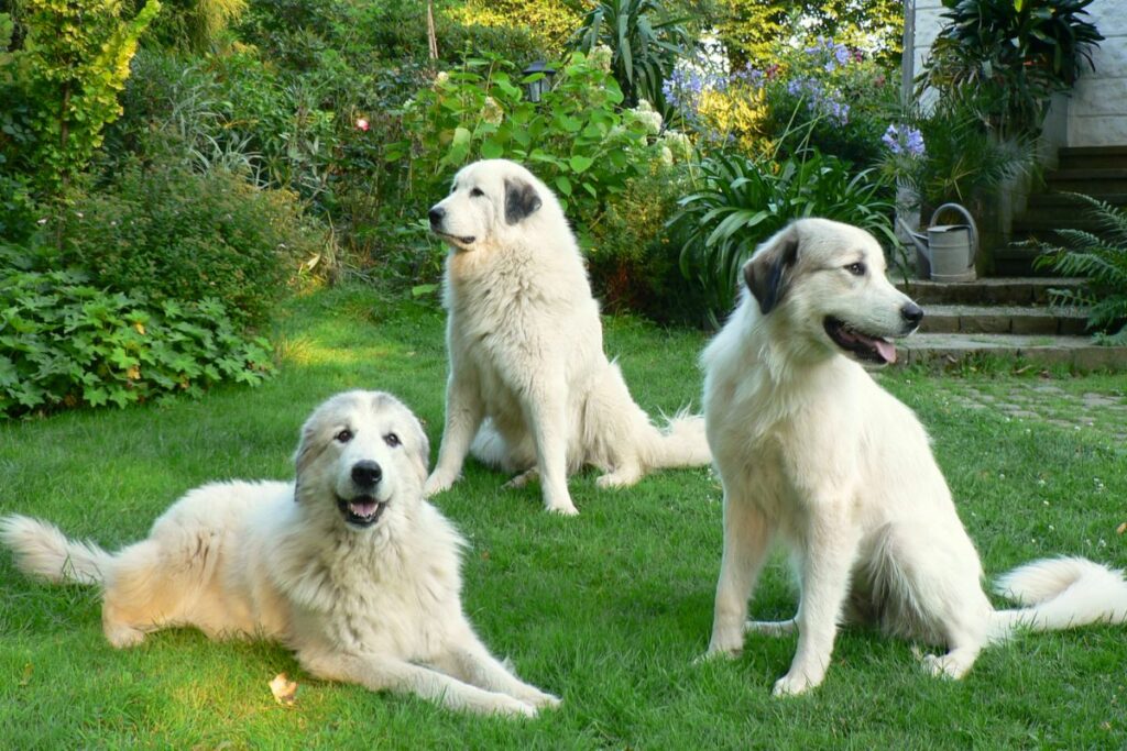 black and white spotted dogs