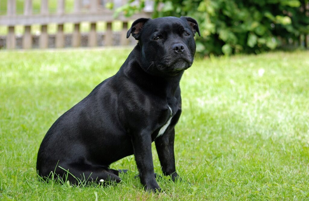 black faced dog breeds
