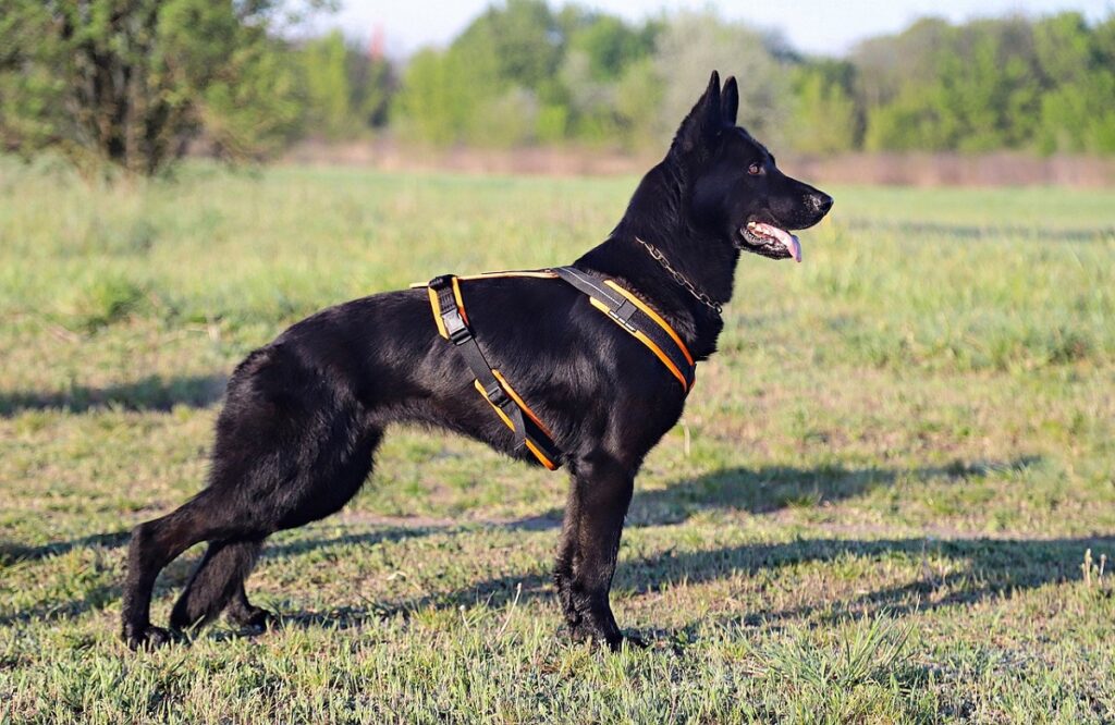 short haired black german shepherd
