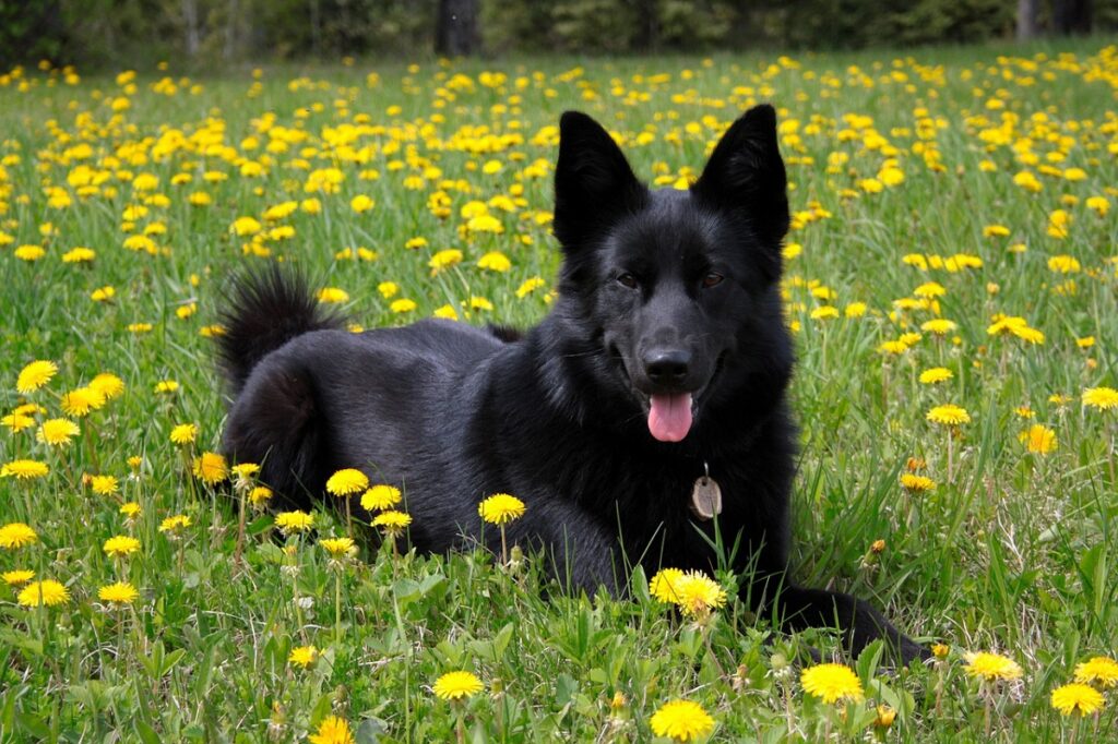 black fluffy dog
