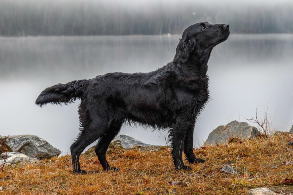 black fluffy dog breeds
