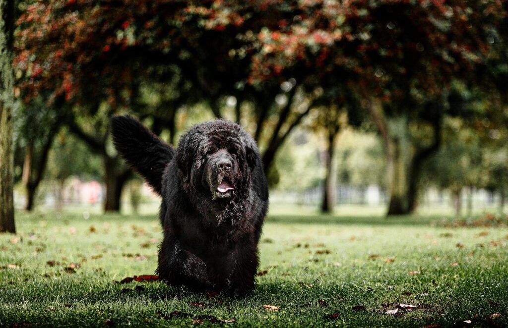 black fluffy dogs
