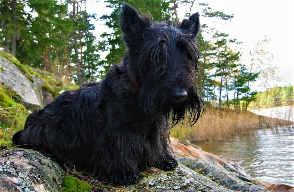 black fur dogs
