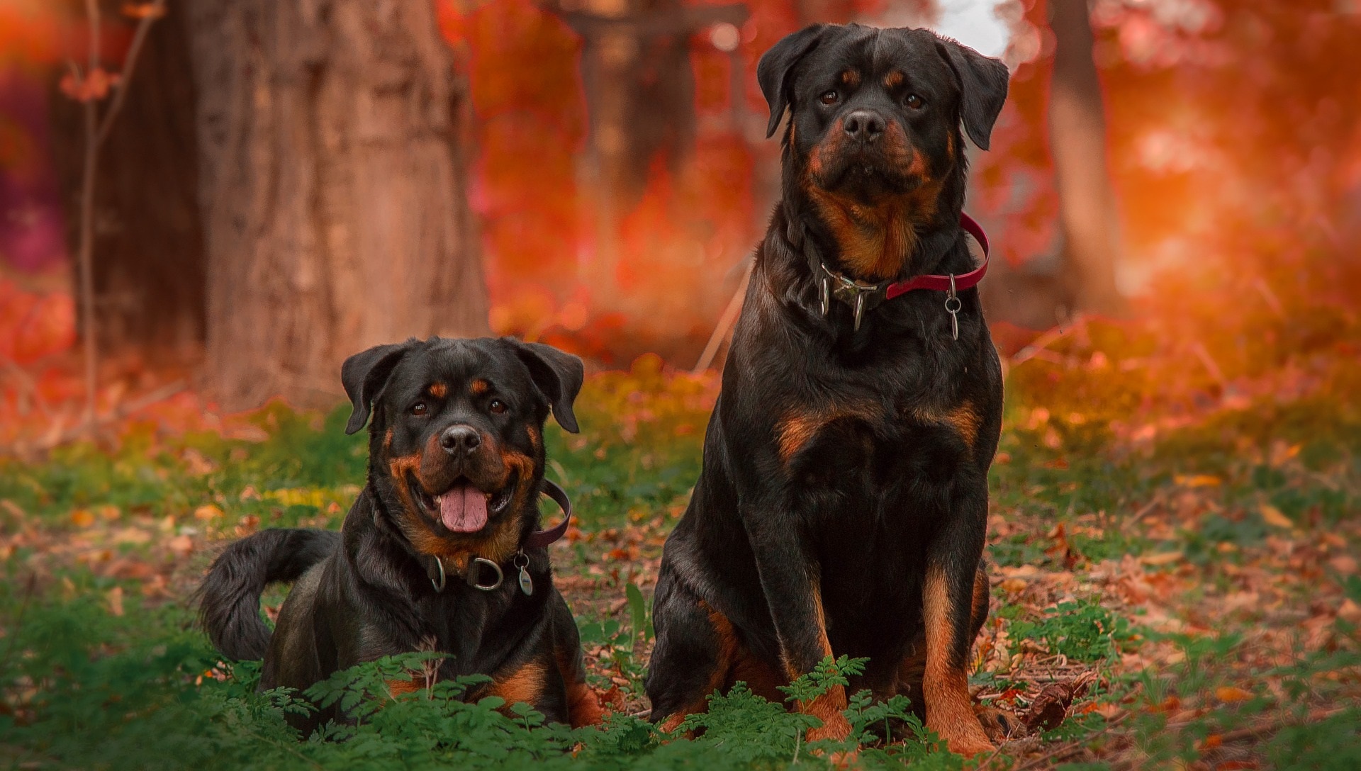 black guard dogs