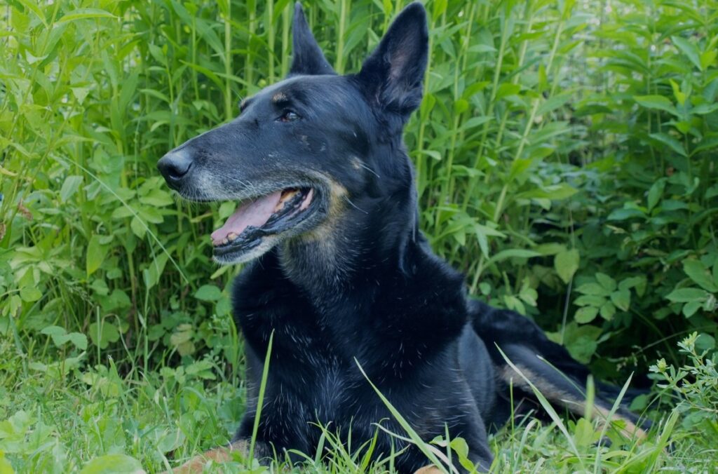 black hunting dog
