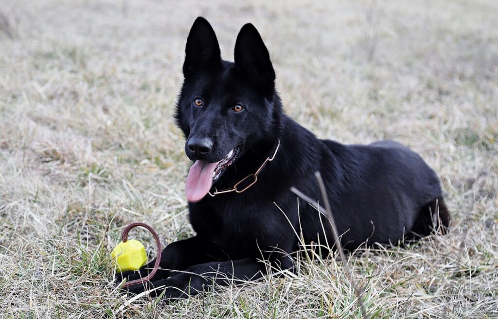 black shepherd dog
