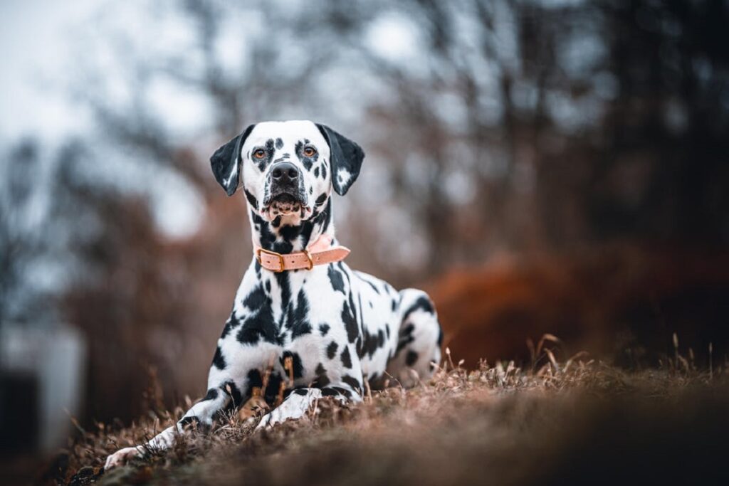 black white spotted dog
