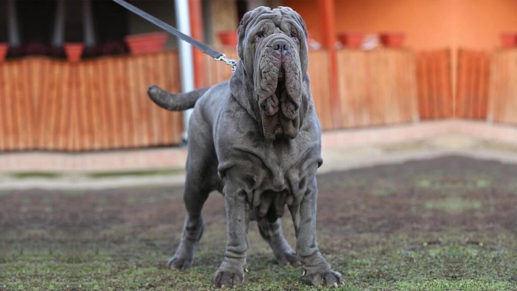 blue coat dogs
