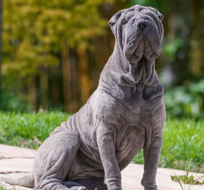 blue colored dog
