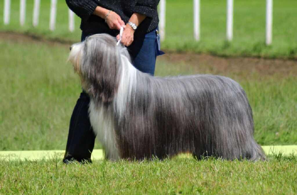 blue dog breeds
