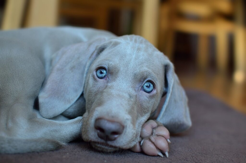 blue eyed dog
