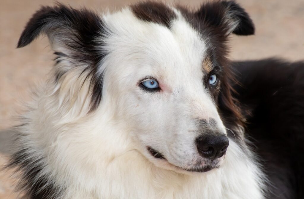 blue eyed dogs
