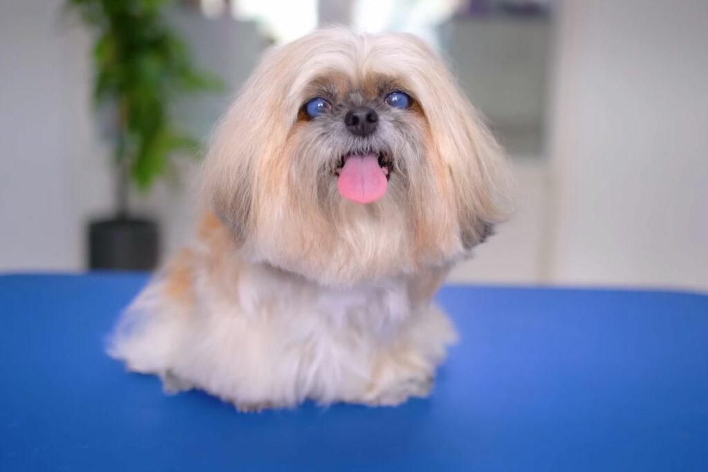 shih tzu types
