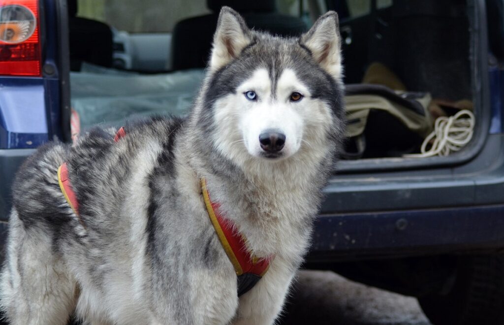 blue eyes dogs
