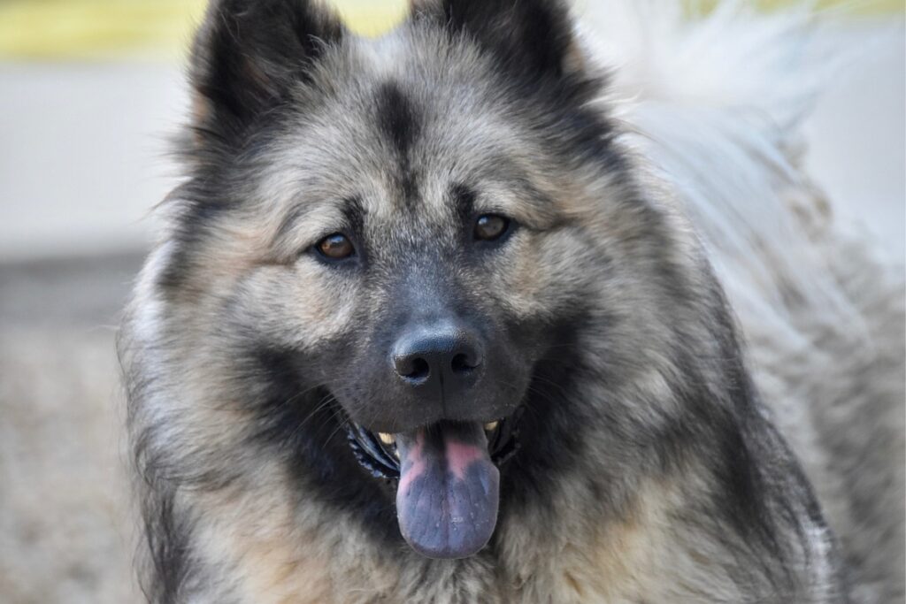 blue tongue dog breed