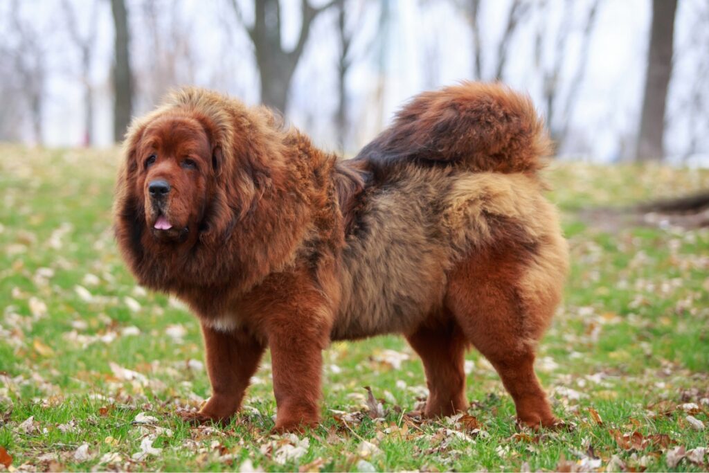 blue tongue dog breeds