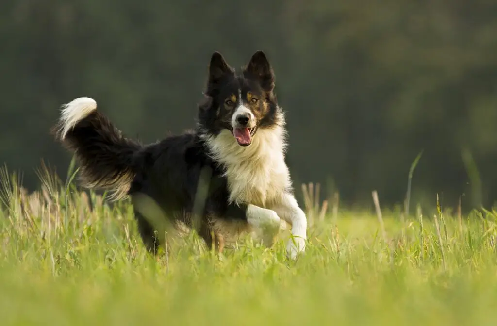 can a Border Collie kill a coyote
