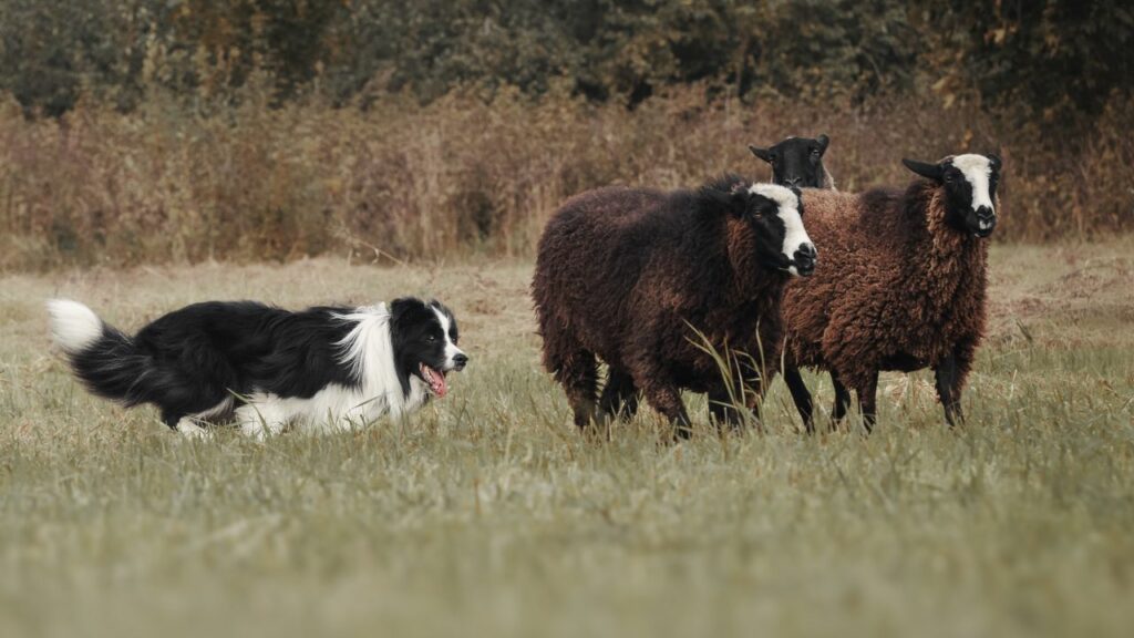 are border collies guard dogs