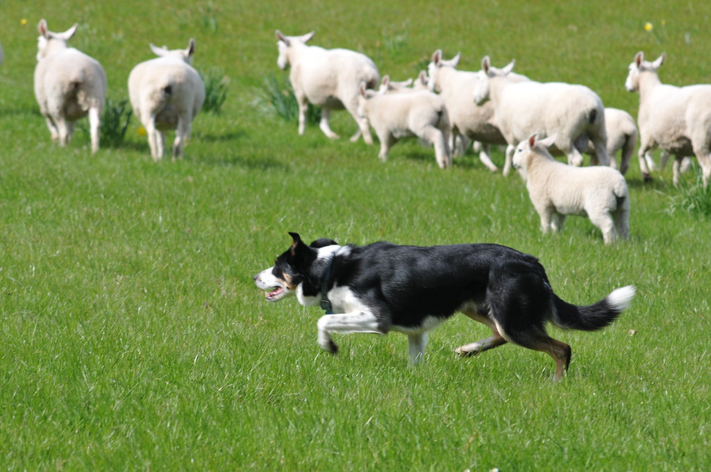 border collie Herding style