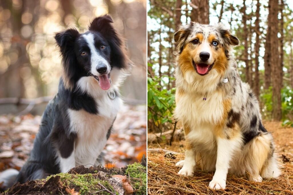 border collie vs australian shepherd