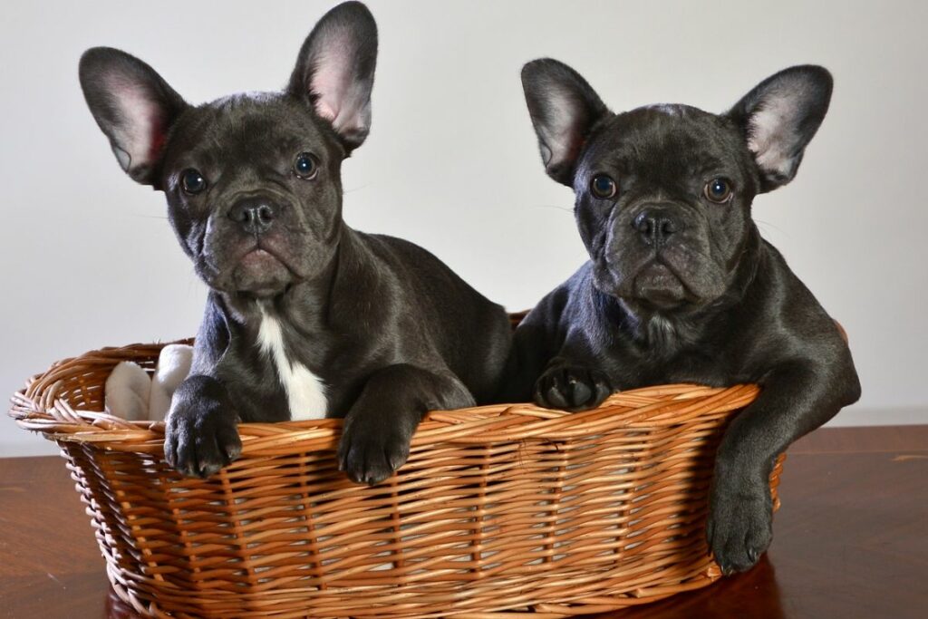 boston terrier mixed with french bulldog