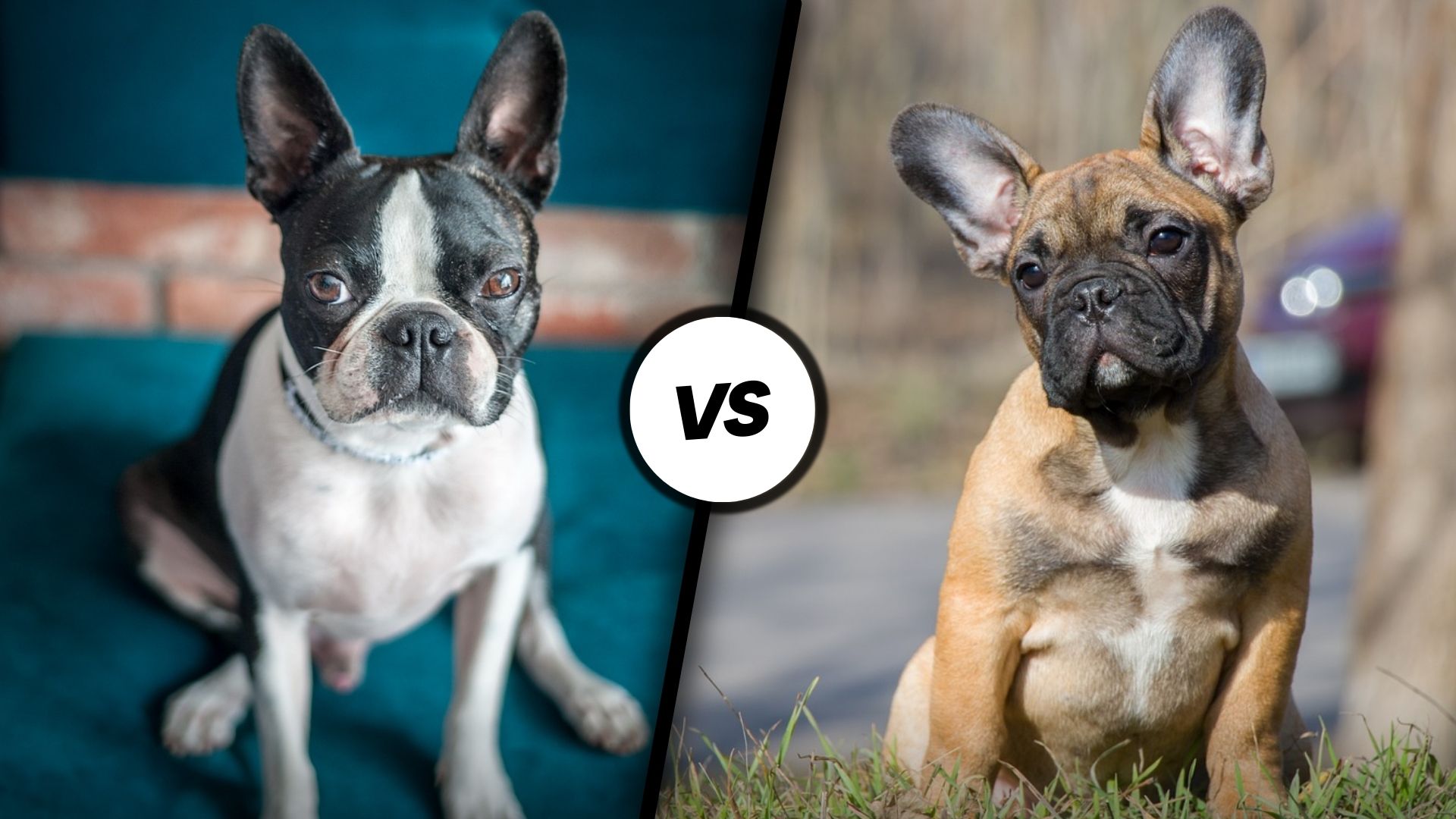 boston terrier vs french bulldog 2