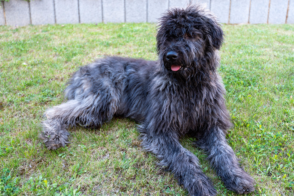 bouvier des flandres hypoallergenic
