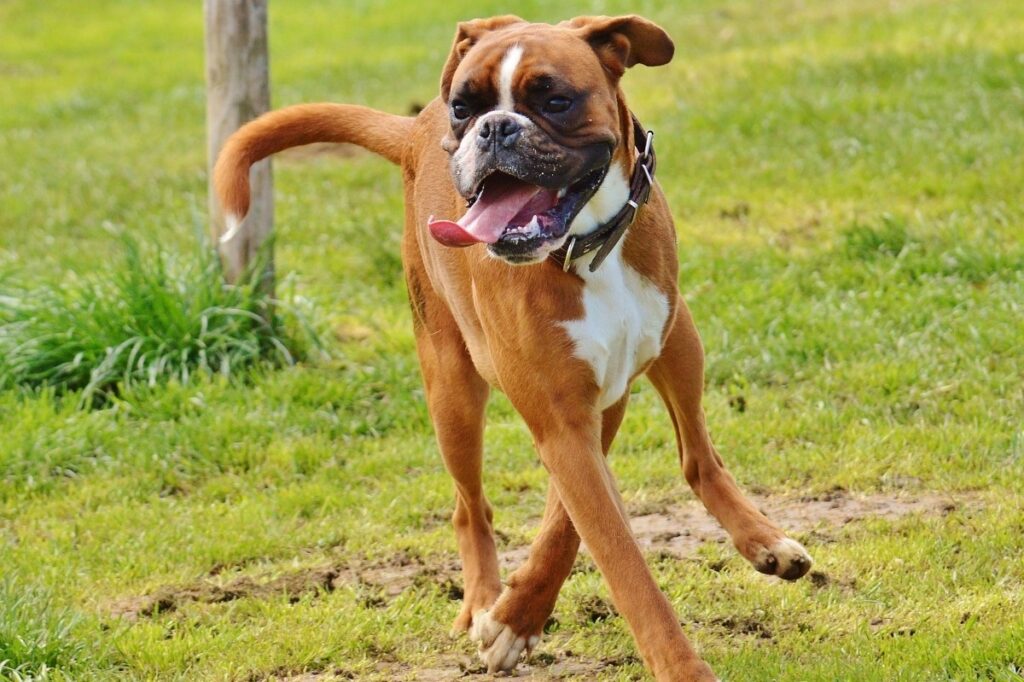 boxer breeds
