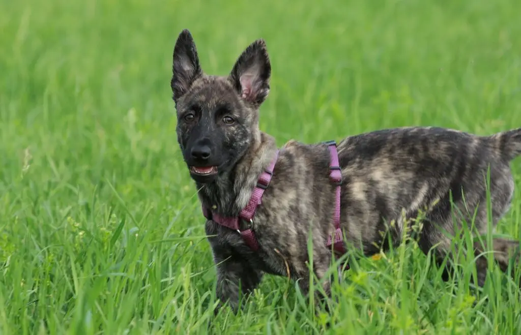 brindle coat dog
