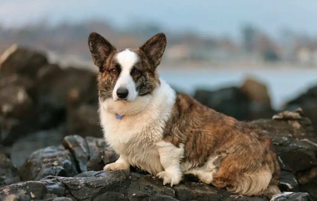 brindle color dog
