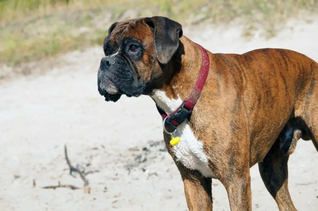 brindle dog
