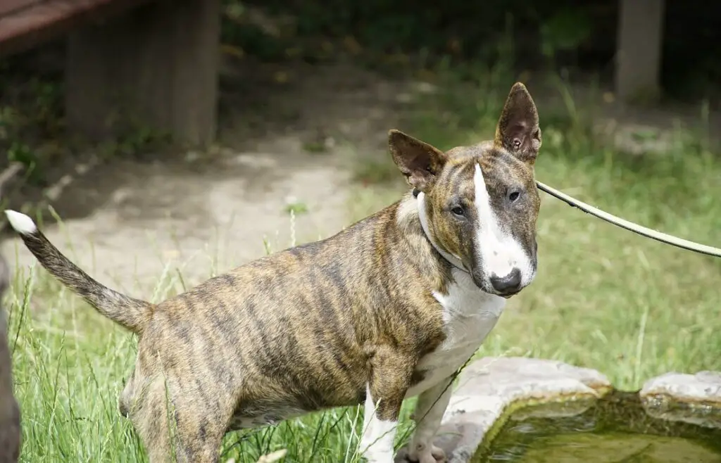 brindle dogs
