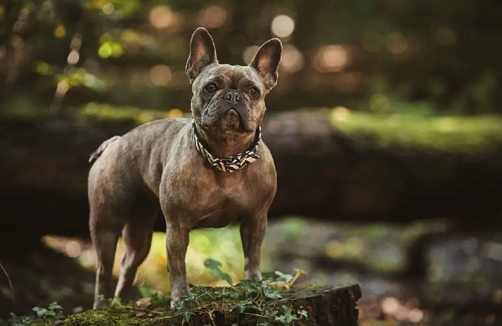 brindle puppy
