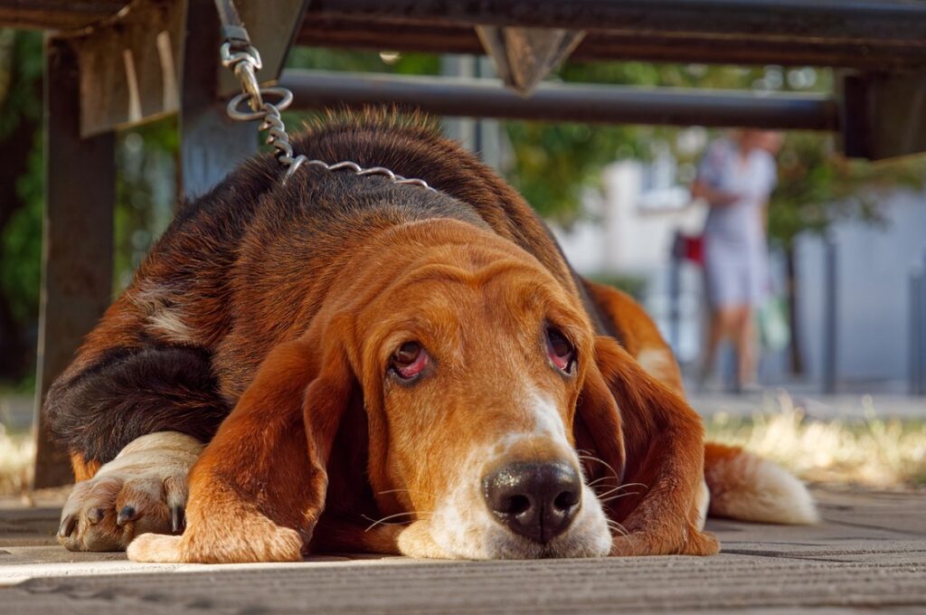 brown Hound dogs