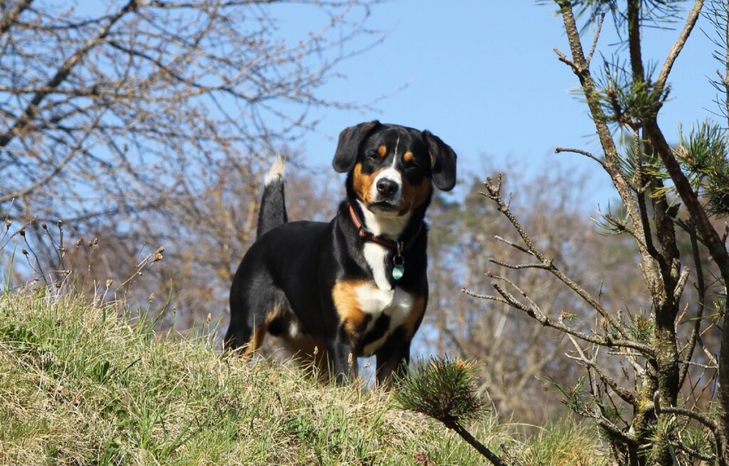 brown black and white dog
